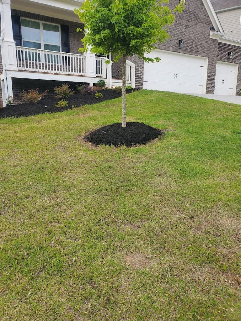 Fresh mulch ring around a newly planted yard tree